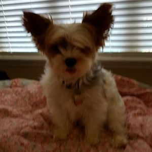 Meet your Posher, Iwalani